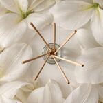 Douceur et enchantement
.
Parfum Atelier d’artiste aux notes de ylang ylang, poudre, muscs blancs
.
Disponible sur l’e-shop et en boutique en bougie parfumée, diffuseur à tiges rotin et brume d’ambiance
.
.
📷 @polereagency 🪴